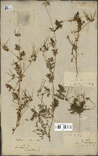 spécimen de Erodium cicutarium