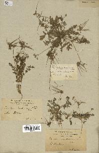 spécimen de Erodium cicutarium