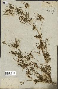 spécimen de Erodium cicutarium