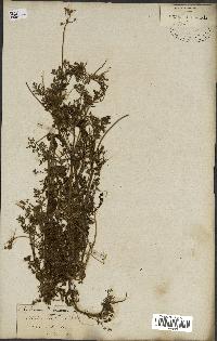 spécimen de Erodium cicutarium