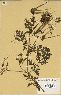 spécimen de Erodium ciconium