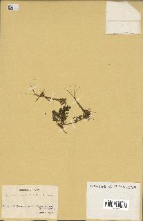 spécimen de Erodium ciconium