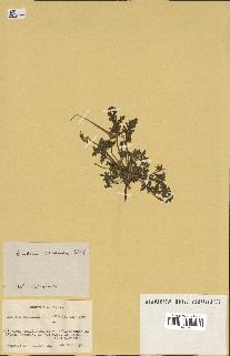 spécimen de Erodium ciconium