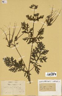 spécimen de Erodium ciconium
