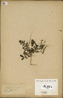 spécimen de Erodium ciconium