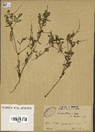 spécimen de Erodium ciconium