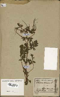 spécimen de Erodium ciconium