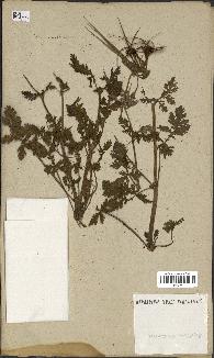 spécimen de Erodium ciconium
