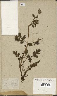 spécimen de Erodium ciconium