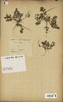 spécimen de Erodium ciconium