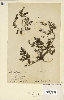 spécimen de Erodium ciconium