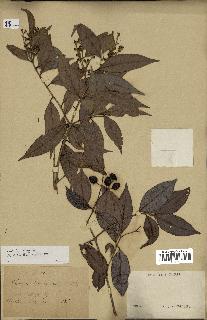 spécimen de Myrcia splendens