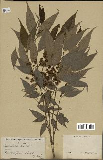 spécimen de Myrcia splendens