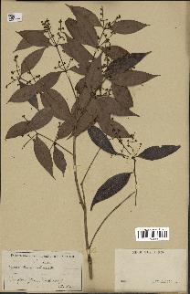 spécimen de Myrcia splendens