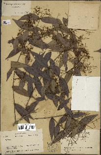 spécimen de Myrcia splendens