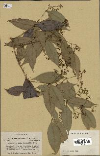 spécimen de Myrcia splendens