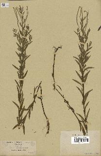 spécimen de Epilobium strictum