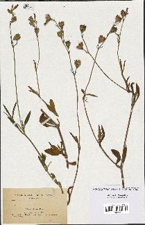 spécimen de Silene colorata