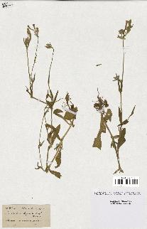 spécimen de Silene hispida