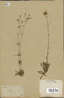 spécimen de Silene sp.