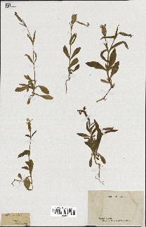 spécimen de Silene noctiflora