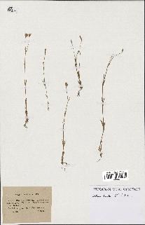 spécimen de Silene laeta