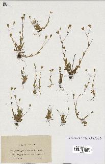 spécimen de Silene laeta