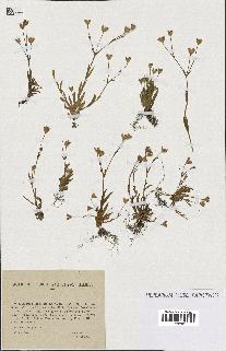 spécimen de Silene laeta