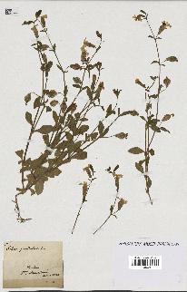 spécimen de Silene pendula