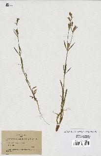 spécimen de Silene muscipula