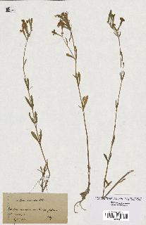 spécimen de Silene echinata