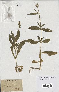 spécimen de Silene noctiflora