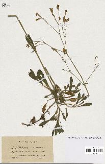 spécimen de Silene nutans
