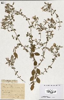 spécimen de Saponaria ocymoides