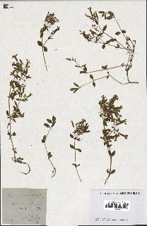 spécimen de Saponaria ocymoides