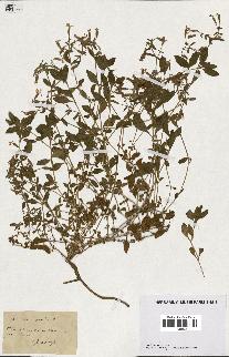 spécimen de Saponaria ocymoides