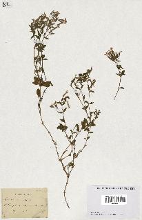 spécimen de Saponaria ocymoides