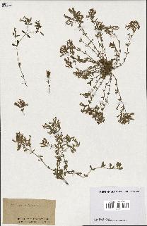spécimen de Saponaria ocymoides