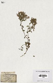 spécimen de Saponaria ocymoides