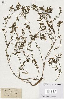 spécimen de Saponaria ocymoides