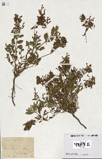 spécimen de Saponaria ocymoides