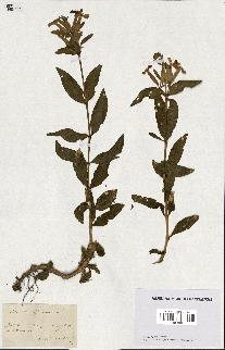 spécimen de Saponaria officinalis