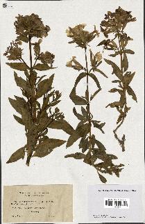 spécimen de Saponaria officinalis