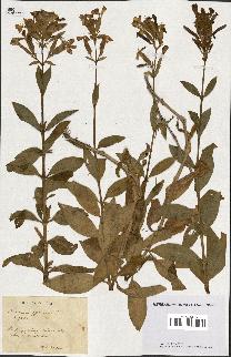 spécimen de Saponaria officinalis