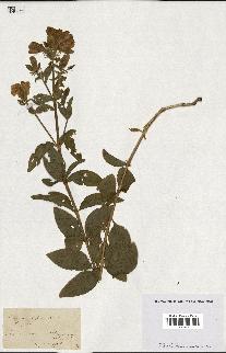 spécimen de Saponaria officinalis