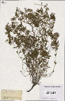 spécimen de Saponaria ocymoides