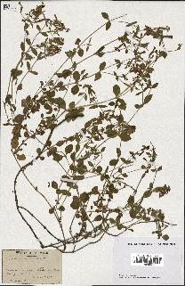 spécimen de Saponaria ocymoides