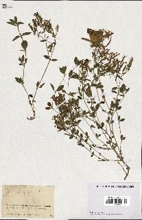 spécimen de Saponaria ocymoides