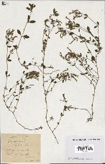 spécimen de Saponaria ocymoides