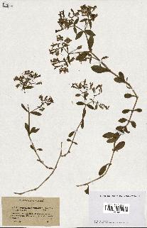 spécimen de Saponaria ocymoides